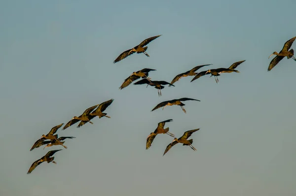 White Faced Ibis Pampa Patagonia Argentina — 图库照片