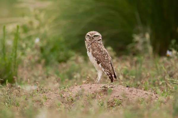 Żelazna Sowa Pigmejska Glaucidium Brasilianum Las Calden Prowincja Pampa Patagonia — Zdjęcie stockowe