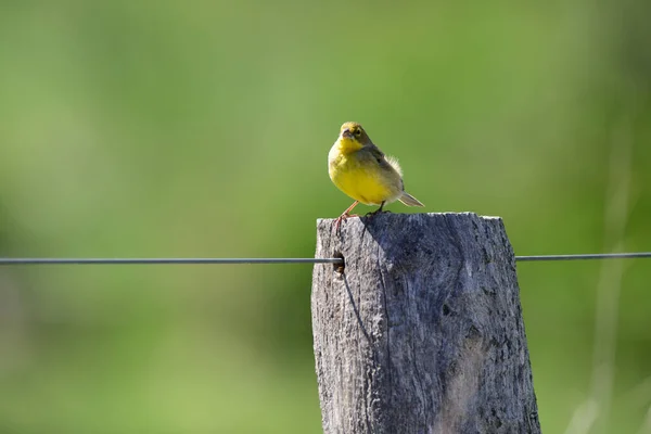 Saffron Finch Sicalis Flaveola Pampa Argentina — Stock fotografie