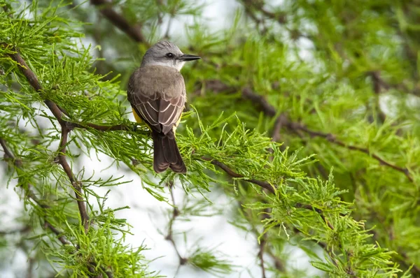 Tropische Kingbird Calden Forest Milieu Pampa Provincie Argentinië — Stockfoto