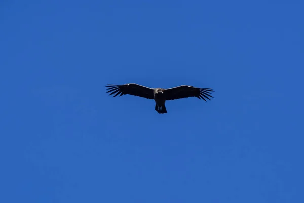 Andean Condor Torres Del Paine National Park Patagonia Chile — 스톡 사진