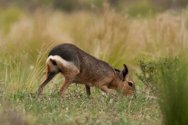 Patagonische Cavi Pampas Grasland Omgeving Provincie Pampa Patagonië Argentinië — Stockfoto