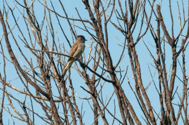 Calden Ormanı 'nda taç giymiş Slaty Flycatcher, La Pampa Eyaleti, Arjantin.