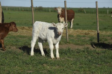 Beyaz Shorthorn yavrusu, Arjantin kırsalında, La Pampa vilayeti, Patagonya, Arjantin.