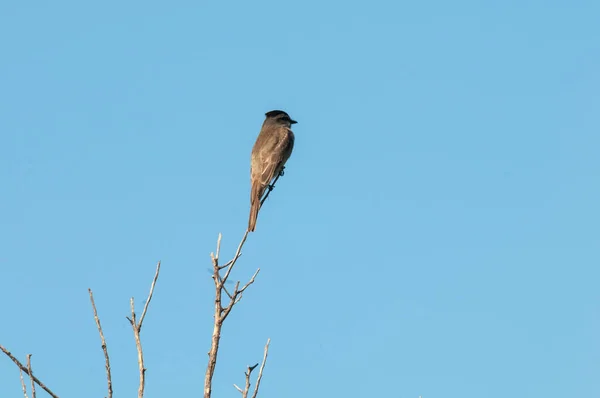 Корона Slaty Flycatcher Окружающей Среде Calden Forest Pampa Province Аргентина — стоковое фото