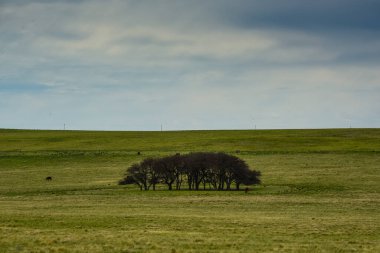 Pampas çim arazisi, La Pampa ili, Patagonya, Arjantin.