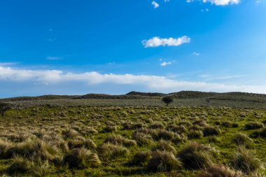 Pampas çim arazisi, La Pampa ili, Patagonya, Arjantin.