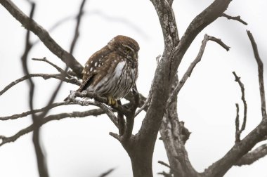 Ferruginous Pygme baykuşu, Glaucidium brasilianum, Calden Ormanı, La Pampa Eyaleti, Patagonya, Arjantin.