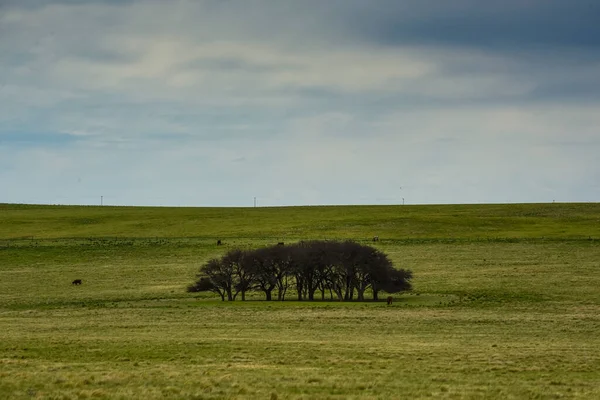 Pampas çim arazisi, La Pampa ili, Patagonya, Arjantin.