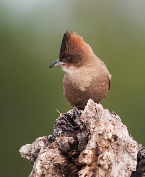 Brown Cacholote Επαρχία Pampa Παταγονία Αργεντινή — Φωτογραφία Αρχείου