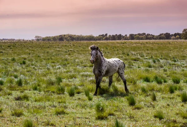 Pferdeherde Auf Dem Land Provinz Pampa Patagonien Argentinien — Stockfoto