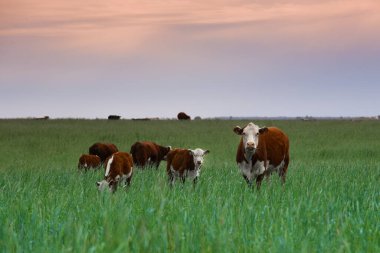 Pampas kırsalında doğal çayırlarda sığır yetiştirme, La Pampa Eyaleti, Patagonya, Arjantin.