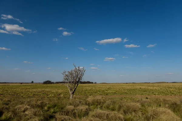 パンパ地方の風景 ラパンパ州 パタゴニア アルゼンチン — ストック写真