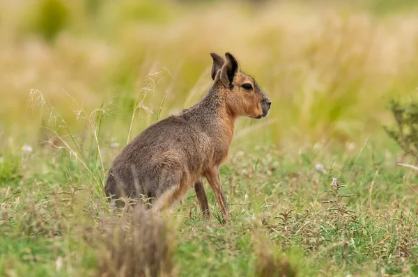 Patagonian Cavi Pampas Grassland Environment Pampa Province Patagonia Argentina — Stock Photo, Image