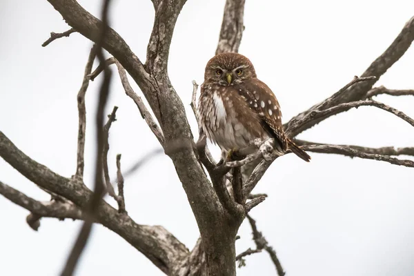 Żelazna Sowa Pigmejska Glaucidium Brasilianum Las Calden Prowincja Pampa Patagonia — Zdjęcie stockowe