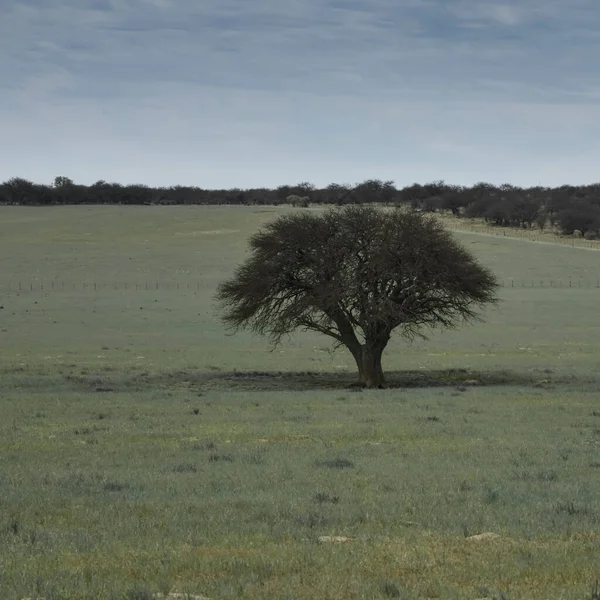 Ένα Μοναχικό Δέντρο Στο Χωράφι — Φωτογραφία Αρχείου