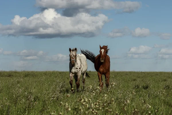 Pferdeherde Auf Dem Land Provinz Pampa Patagonien Argentinien — Stockfoto