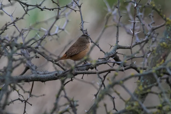 Grass Wren Calden Forest Environment Provincia Pampa Patagonia Argentina — Foto de Stock