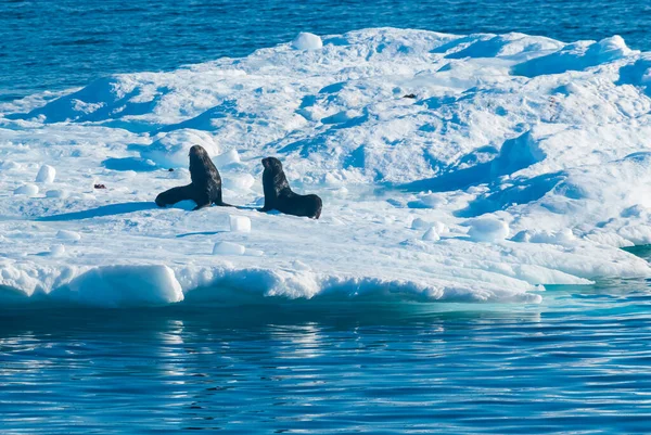 Sello Iceberg Paisaje Congelado Antártida — Foto de Stock