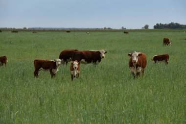 Pampas kırsalında doğal çayırlarda sığır yetiştirme, La Pampa Eyaleti, Patagonya, Arjantin.