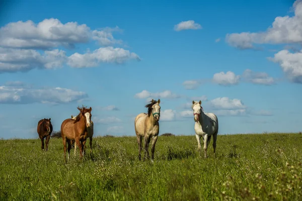 Pferdeherde Auf Dem Land Provinz Pampa Patagonien Argentinien — Stockfoto