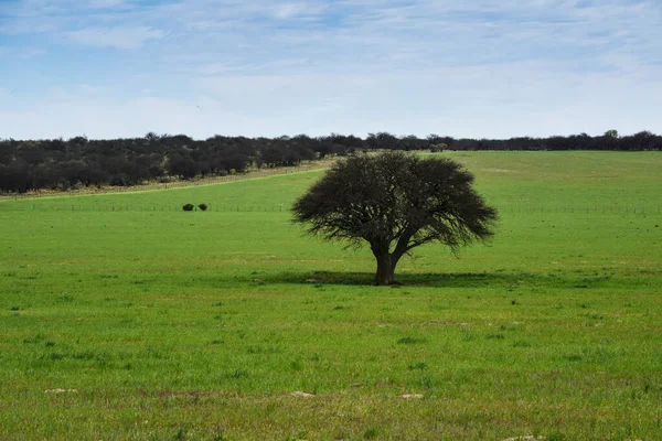 Pampas Paisagem Rural Província Pampa Patagônia Argentina — Fotografia de Stock