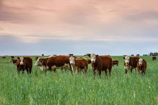 Veehouderij Met Natuurlijke Weiden Het Platteland Van Pampas Provincie Pampa — Stockfoto