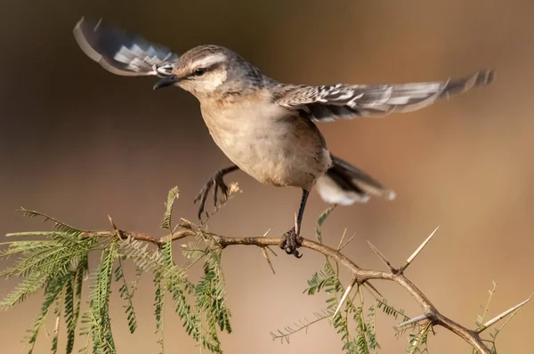 Chalk Browed Mockingbird Provincia Pampa Patagonia Argentina — Foto Stock