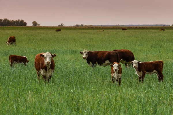 Cattle Raising Natural Pastures Pampas Countryside Pampa Province Patagonia Argentina — Stock Photo, Image