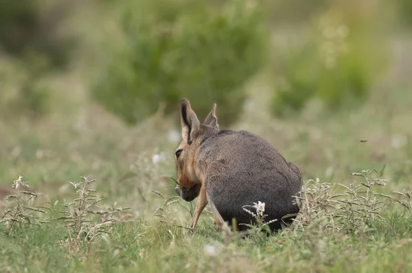 Patagonya Cavi Pampas Çayırlarında Pampa Eyaleti Patagonya Arjantin — Stok fotoğraf