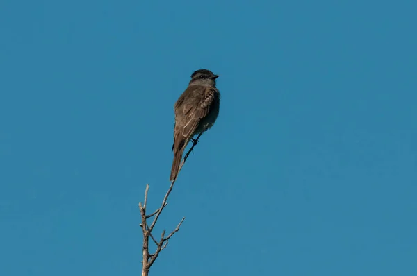 Crowned Slaty Flycatcher Calden Forest Environment Επαρχία Pampa Αργεντινή — Φωτογραφία Αρχείου