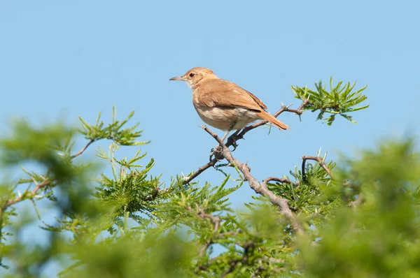 Rufous Hornero Argentinischer Nationalvogel Iber Sümpfe Provinz Corrientes Argentinien — Stockfoto