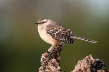 Chalk browed Mockingbird, La Pampa Province, Patagonia, Argentina clipart