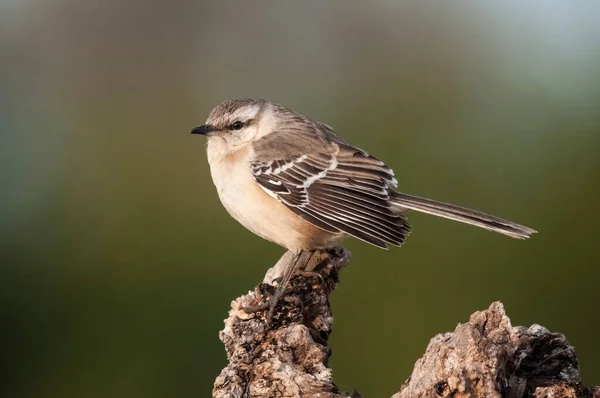 Kreidebrauenmockingbird Provinz Pampa Patagonien Argentinien — Stockfoto