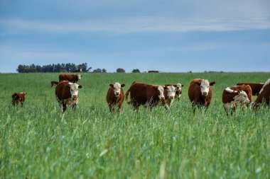 Pampas kırsalında doğal çayırlarda sığır yetiştirme, La Pampa Eyaleti, Patagonya, Arjantin.