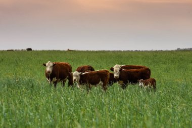 Pampas kırsalında doğal çayırlarda sığır yetiştirme, La Pampa Eyaleti, Patagonya, Arjantin.