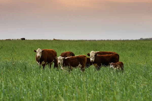 Pampas kırsalında doğal çayırlarda sığır yetiştirme, La Pampa Eyaleti, Patagonya, Arjantin.