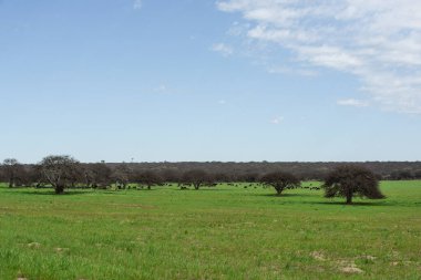 Pampas Kırsal Arazi, La Pampa Eyaleti, Patagonya, Arjantin.