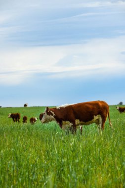 Pampas kırsalında doğal çayırlarda sığır yetiştirme, La Pampa Eyaleti, Patagonya, Arjantin.