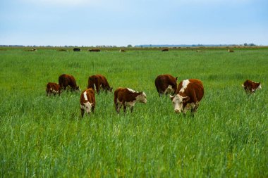 Pampas kırsalında doğal çayırlarda sığır yetiştirme, La Pampa Eyaleti, Patagonya, Arjantin.