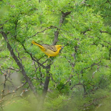 Sarı Kardinal, Gubernatrix Cristata, La Pampa, Arjantin 'de nesli tükenmekte olan türler