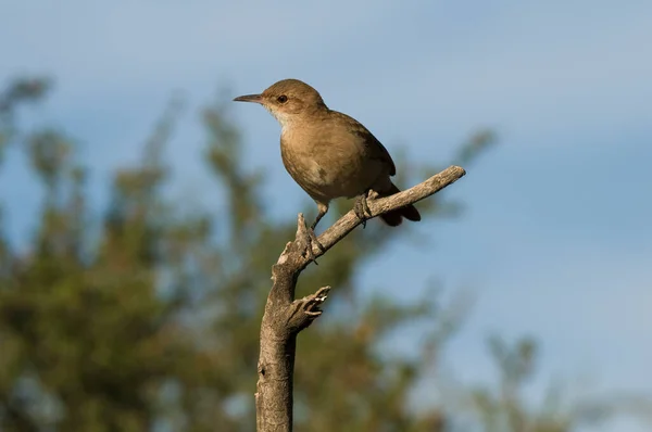 Rufous Hornero Argentina National Bird Iber Marshes Corrientes Province Аргентина — стокове фото