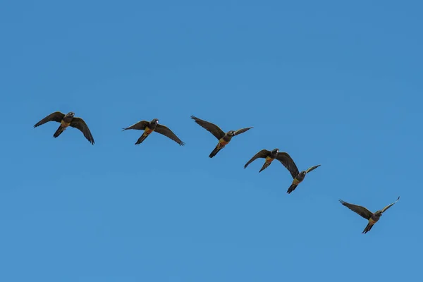 Burrowing Parrot Flight Pampa Tartomány Patagónia Argentína — Stock Fotó