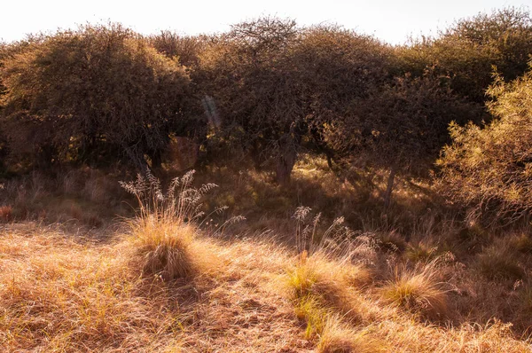 Bela Paisagem Deserto — Fotografia de Stock