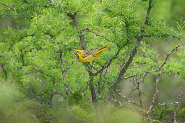 Sarı Kardinal, Gubernatrix Cristata, La Pampa, Arjantin 'de nesli tükenmekte olan türler