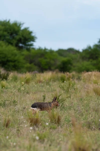 Patagonian Cavi Pampas Grassland Environment Pampa Province Patagonie Argentine — Photo