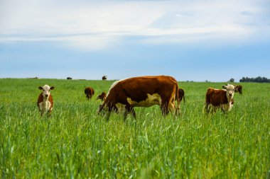Pampas kırsalında doğal çayırlarda sığır yetiştirme, La Pampa Eyaleti, Patagonya, Arjantin.