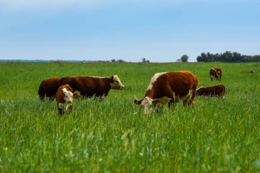 Pampas kırsalında doğal çayırlarda sığır yetiştirme, La Pampa Eyaleti, Patagonya, Arjantin.