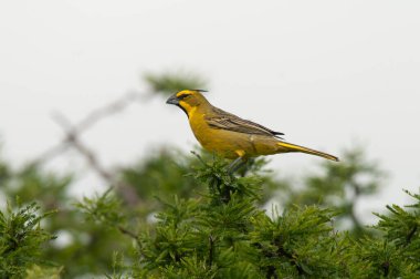 Sarı Kardinal, Gubernatrix Cristata, La Pampa, Arjantin 'de nesli tükenmekte olan türler