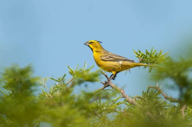 Sarı Kardinal, Gubernatrix Cristata, La Pampa, Arjantin 'de nesli tükenmekte olan türler